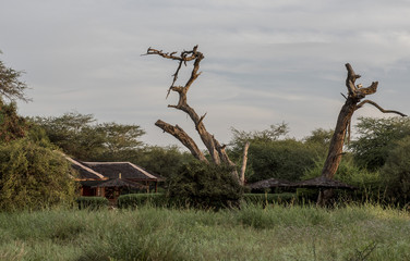 Old trees in a safari camp