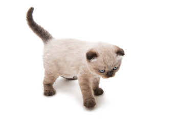 Obraz premium Lop-eared kitten isolated