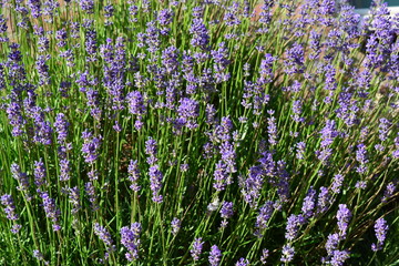 Lavender plants in Holland