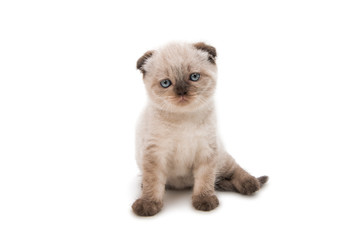 Obraz premium Lop-eared kitten isolated