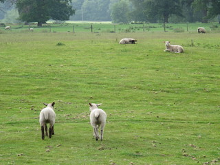 イギリスの羊