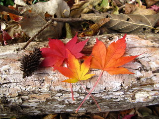 紅葉
