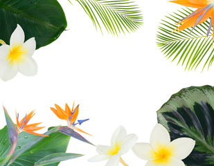 Fototapeta na wymiar mix of fresh green exotic tropical leaves frame on white background with copy space