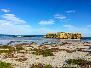 Seaweeds on the ocean