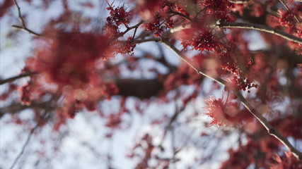 tree with red flowers