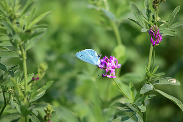 Blue butterfly on lucerne flower