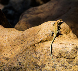 Lizard on the rock.