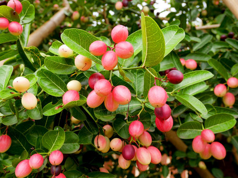 Bengal currants Carandas plum Karanda or Carunda fruit. Healthy fruit.