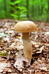 Boletus edulis, penny bun, cep, porcino or porcini