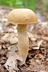 Boletus edulis, penny bun, cep, porcino or porcini