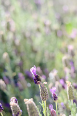 Natural lavender bushes closeup at sunset outdoors background