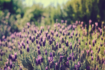 Natural lavender bushes closeup at sunset outdoors background