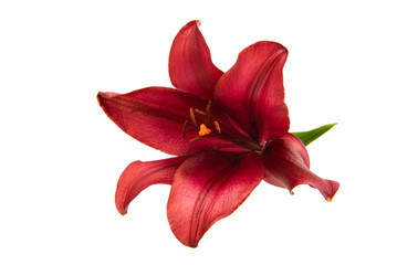 Beautiful lily isolated