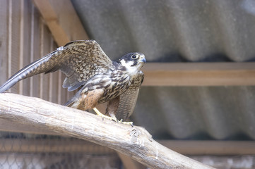 Common kestrel close-up