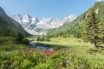 Fototapete bei efototapeten.de bestellen   