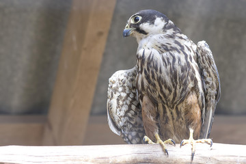 Common kestrel close-up