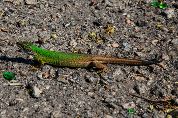 Green lizard on a ground