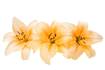 Fototapeta na wymiar Beautiful lily isolated