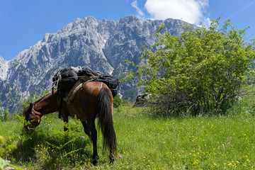 Horse resting during hike in Albanian Alps