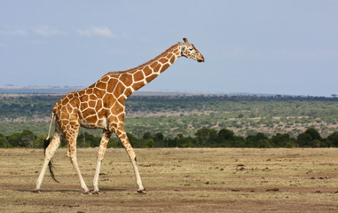 Giraffe walking across dry savannah