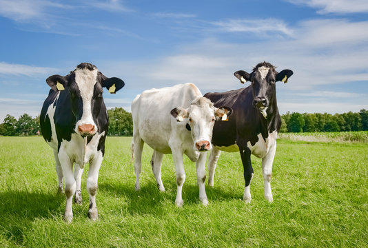 Drei neugierige, norddeutsche Rinder auf einer sommerlichen Weide