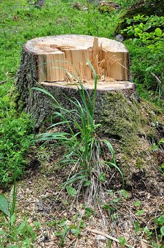 Tree stump in forest
