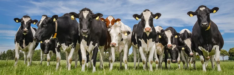 Küchenrückwand glas motiv Kuh Herde norddeutscher Milchkühe auf der Weide, Banner