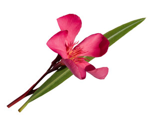 Pink flower oleander lying on a dark green leaf on a white isolated background