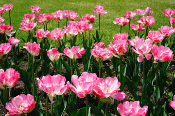 Pink Blooming Delicate tulips in the garden