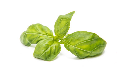 Basil isolated