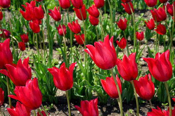 red tulips close up