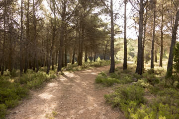 Around the village of Pina de Montalgrao in Castellon