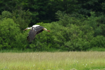 herd of storks on the meadow 