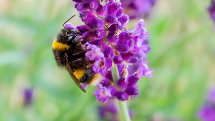 Close-up of bee on flower