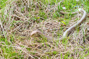 Fototapeta premium Sheltopusik legless lizard or Pseudopus apodus