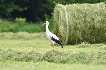 herd of storks on the meadow 