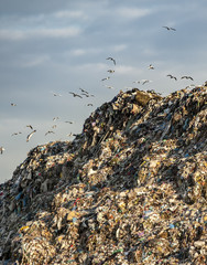 Ecology concept. Dump and bird