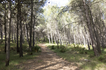 Obraz premium Around the village of Pina de Montalgrao in Castellon