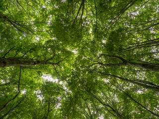 treetops with fresh green leaves  in the beechwood forest