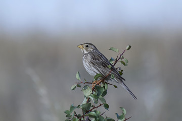 Corn bunting (Emberiza calandra)