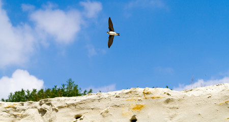 Uferschwalbe im Flug