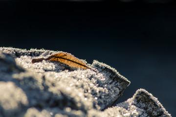 Gefrostetes Blatt