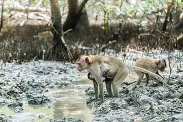 Fototapeta na wymiar monkey live in Mangrove forest in thailand