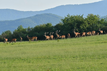 herd of stag and deers on the meadow grazing 