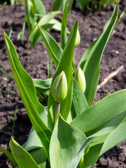 Fototapeta premium Unblown buds of tulips on a spring garden bed