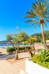Tropical folwers and palm tree on coastal promenade along sandy beach with umbrellas and sunbeds in Cala San Vicente bay on sunny summer day, Ibiza island, Spain