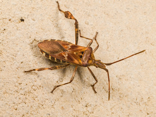 Leptoglossus occidentalis