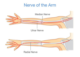 Nerve of the arm in back and front side. Illustration about human Anatomy.