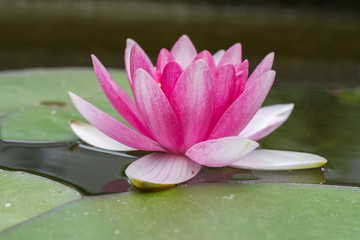 Schöne idyllische Seerose in pink am blühen im Garten im Teich - Nahaufnahme der Blume © Tobias