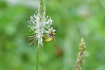 The bumble-bee polinates on the flower